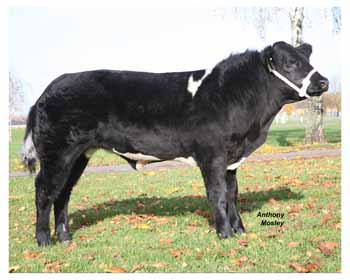 ANM-EEWSF-1108-4487