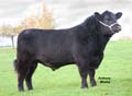 ANM-EEWSF-1108-4422