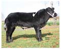 ANM-EEWSF-1108-4487
