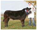 ANM-EEWSF-1108-4599