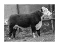 ANM-EEWF-1119-BW2132