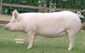 ANM-GYS-706-0662