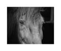 IMG_2297 bw