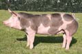 ANM-GYS-711-3402