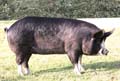 ANM-GYS-711-3414