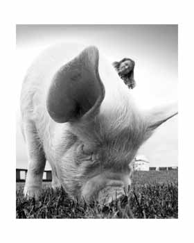 IMG_3703BW