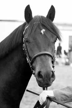 IMG_3912BW