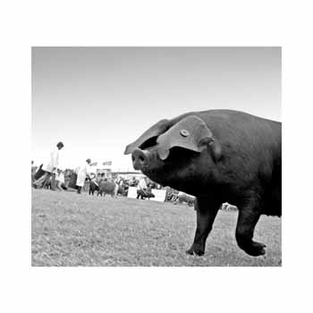IMG_3979BW