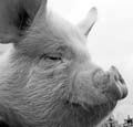 IMG_3706BW