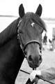 IMG_3912BW