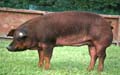 ANM-GYS-715-1988