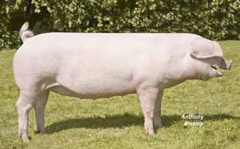 ANM-HTS-809-8415