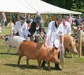 IMG_8357