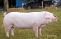 ANM-HS-812-2844