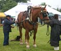 IMG_4185
