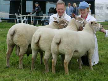 Chariollais Interbreed Champion Group of ThreeMG_0036
