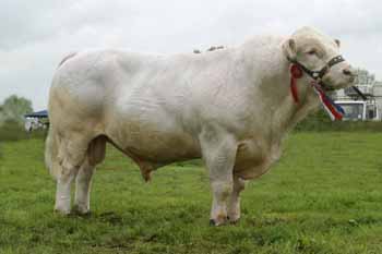 Charolais Male Champion ANM-LCS-504-80