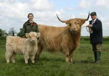 Highland Cow and Calf ANM-LCS-504-95
