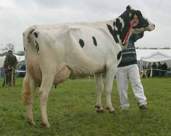 Holstein Interbreed Dairy Champion ANM-LCS-504-72