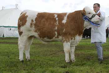 Simmental Breed Champion ANM-LCS-504-101