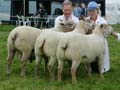Chariollais Interbreed Champion Group of ThreeMG_0036