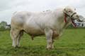Charolais Male Champion ANM-LCS-504-80
