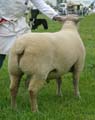 Charollais Interbreed Champion ANM-LCS-504-40