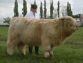 Highland Bull ANM-LCS-504-128