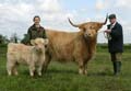 Highland Cow and Calf ANM-LCS-504-95