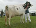 Holstein Interbreed Dairy Champion ANM-LCS-504-72
