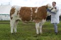 Simmental Breed Champion ANM-LCS-504-101
