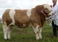 Simmental Interbreed Junior Champion ANM-LCS-504-121