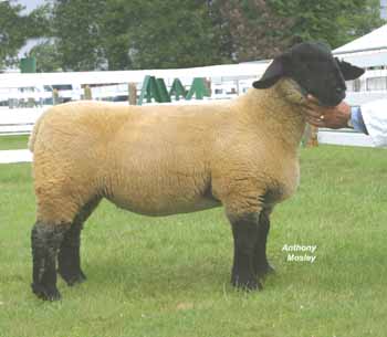ANM-LS-606-0407
