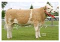 ANM-LS-606-0488