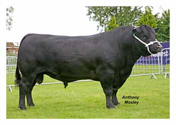 ANM-LS-607-0081