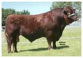 ANM-LS-609-3670