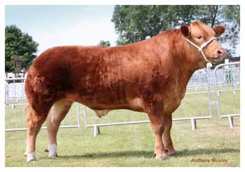 ANM-LS-610-0880