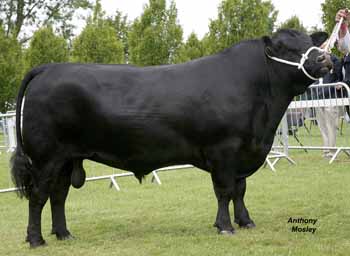 ANM-LS-611-0997