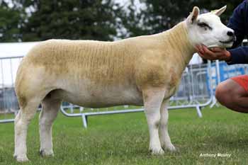 ANM-LS-617-2158