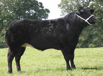 ANM-MM-912-4024