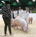 IMG_0956