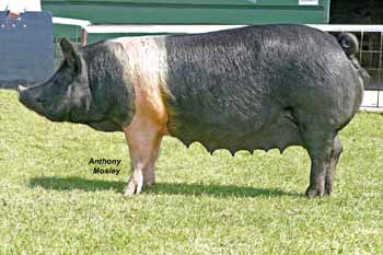 ANM-NCS-505-0079