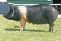 ANM-NCS-505-0079
