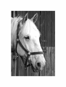 IMG_1031 BW