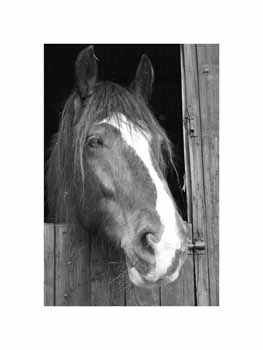 IMG_1035 BW