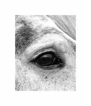 IMG_1051 BW