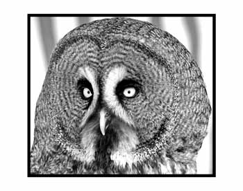 IMG_1082bw