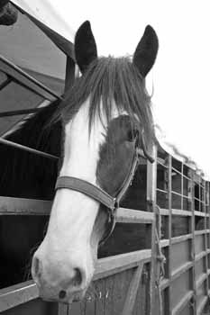 IMG_2599 BW