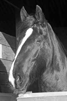 IMG_0126 BW