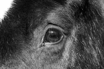 IMG_0129 BW